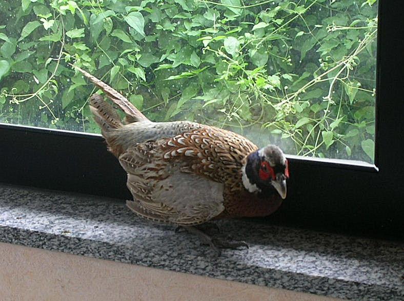 Fagiano comune - Phasianus colchicus
